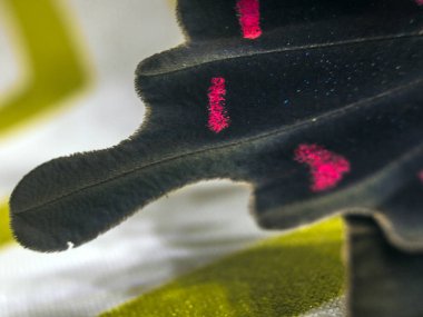 Mikroskop altında kelebek kanatları