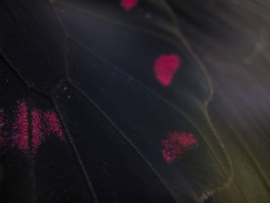 Mikroskop altında kelebek kanatları