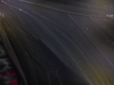 Mikroskop altında kelebek kanatları