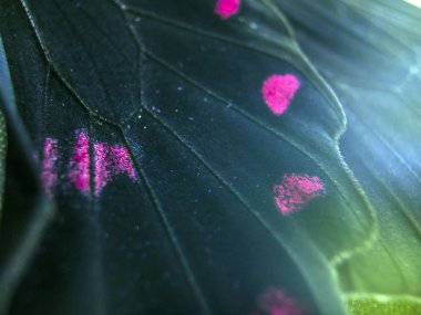 Mikroskop altında kelebek kanatları