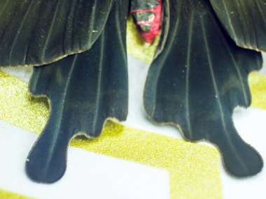 Mikroskop altında kelebek kanatları