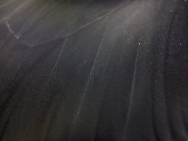 Mikroskop altında kelebek kanatları