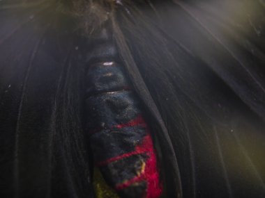 Mikroskop altında kelebek kanatları