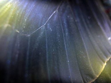 Mikroskop altında kelebek kanatları