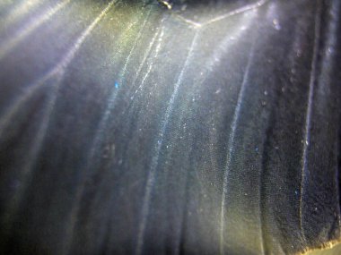 Mikroskop altında kelebek kanatları