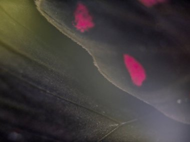 Mikroskop altında kelebek kanatları