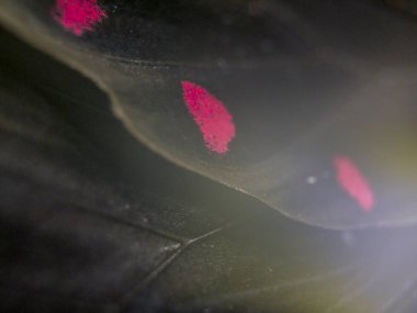 Mikroskop altında kelebek kanatları