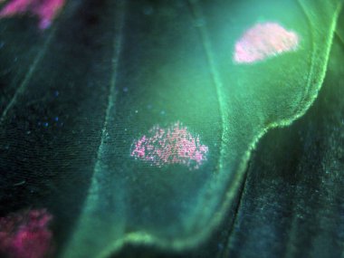 Mikroskop altında kelebek kanatları