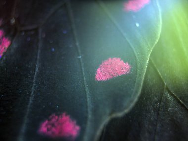 Mikroskop altında kelebek kanatları