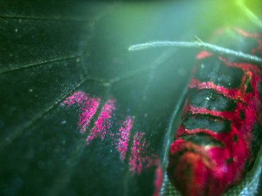 Mikroskop altında kelebek kanatları