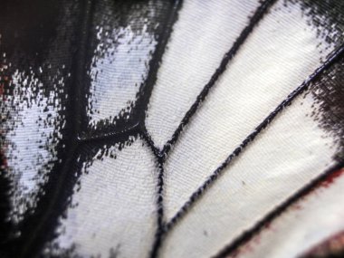 Mikroskop altında kelebek kanatları