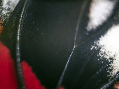 Mikroskop altında kelebek kanatları