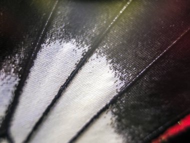 Mikroskop altında kelebek kanatları