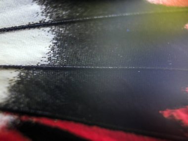 Mikroskop altında kelebek kanatları