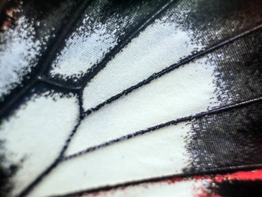 Mikroskop altında kelebek kanatları