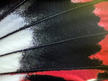 Mikroskop altında kelebek kanatları