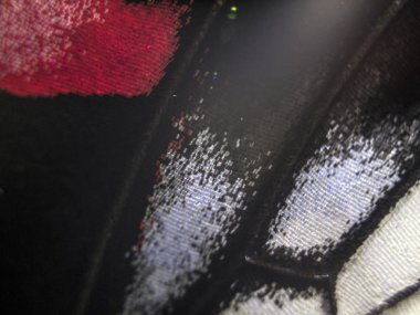 Mikroskop altında kelebek kanatları