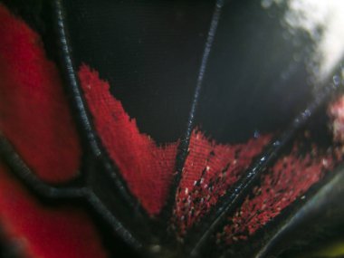 Mikroskop altında kelebek kanatları