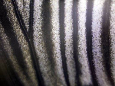 Mikroskop altında kelebek kanatları