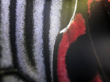 Mikroskop altında kelebek kanatları