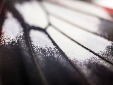 Mikroskop altında kelebek kanatları