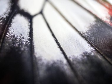 Mikroskop altında kelebek kanatları