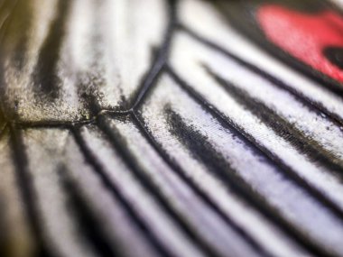 Mikroskop altında kelebek kanatları