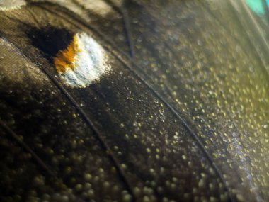 Mikroskop altında kelebek kanatları