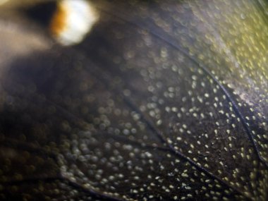 Mikroskop altında kelebek kanatları