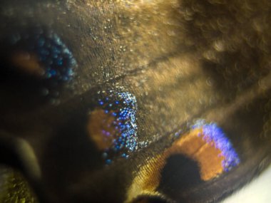 Mikroskop altında kelebek kanatları