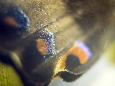 Mikroskop altında kelebek kanatları