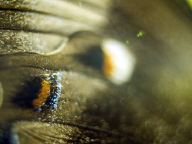 Mikroskop altında kelebek kanatları