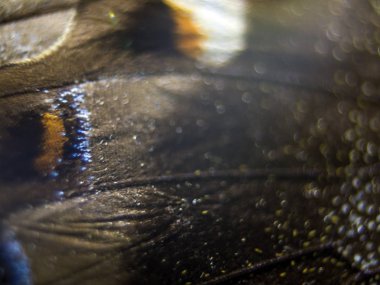 Mikroskop altında kelebek kanatları