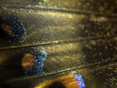 Mikroskop altında kelebek kanatları