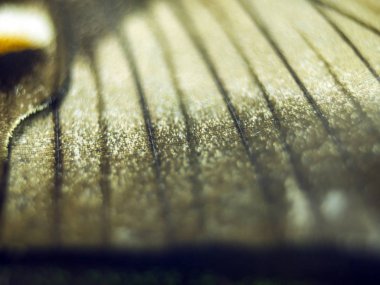 Mikroskop altında kelebek kanatları