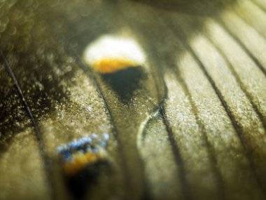 Mikroskop altında kelebek kanatları