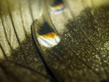 Mikroskop altında kelebek kanatları