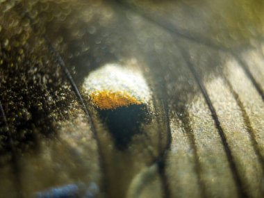 Mikroskop altında kelebek kanatları