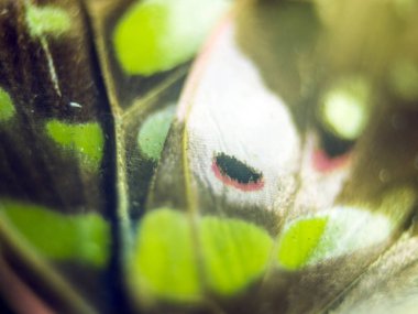 Mikroskop altında kelebek kanatları