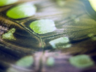 Mikroskop altında kelebek kanatları