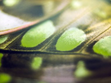 Mikroskop altında kelebek kanatları