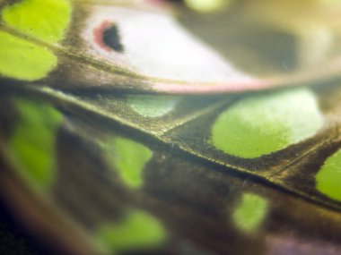 Mikroskop altında kelebek kanatları