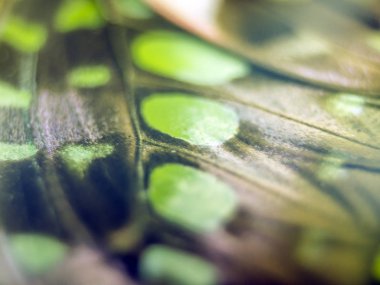 Mikroskop altında kelebek kanatları