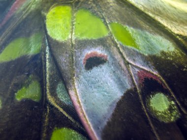 Mikroskop altında kelebek kanatları