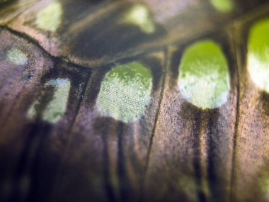 Mikroskop altında kelebek kanatları