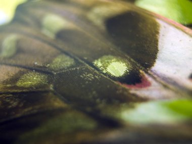 Mikroskop altında kelebek kanatları