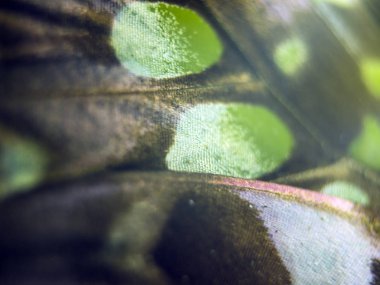 Mikroskop altında kelebek kanatları