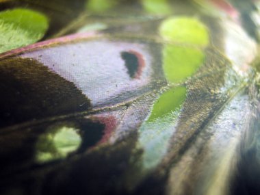 Mikroskop altında kelebek kanatları