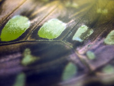 Mikroskop altında kelebek kanatları