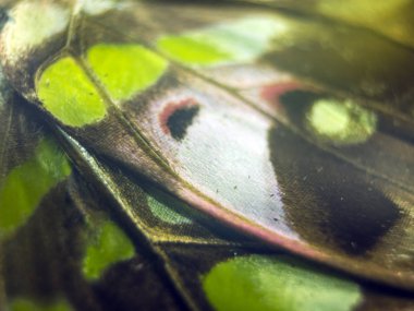 Mikroskop altında kelebek kanatları